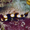 Plectorhinchus orientalis : 10 à 15 cm